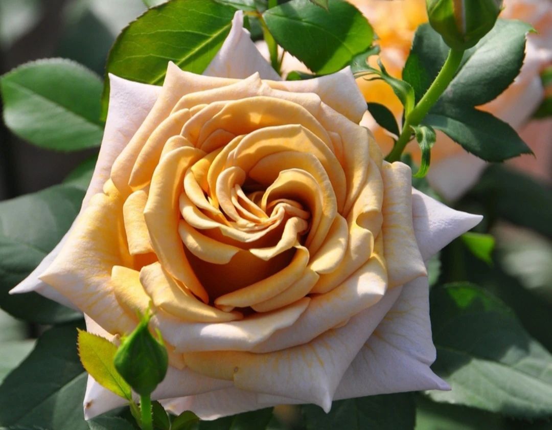 ЧАЙНО-ГИБРИДНЫЕ