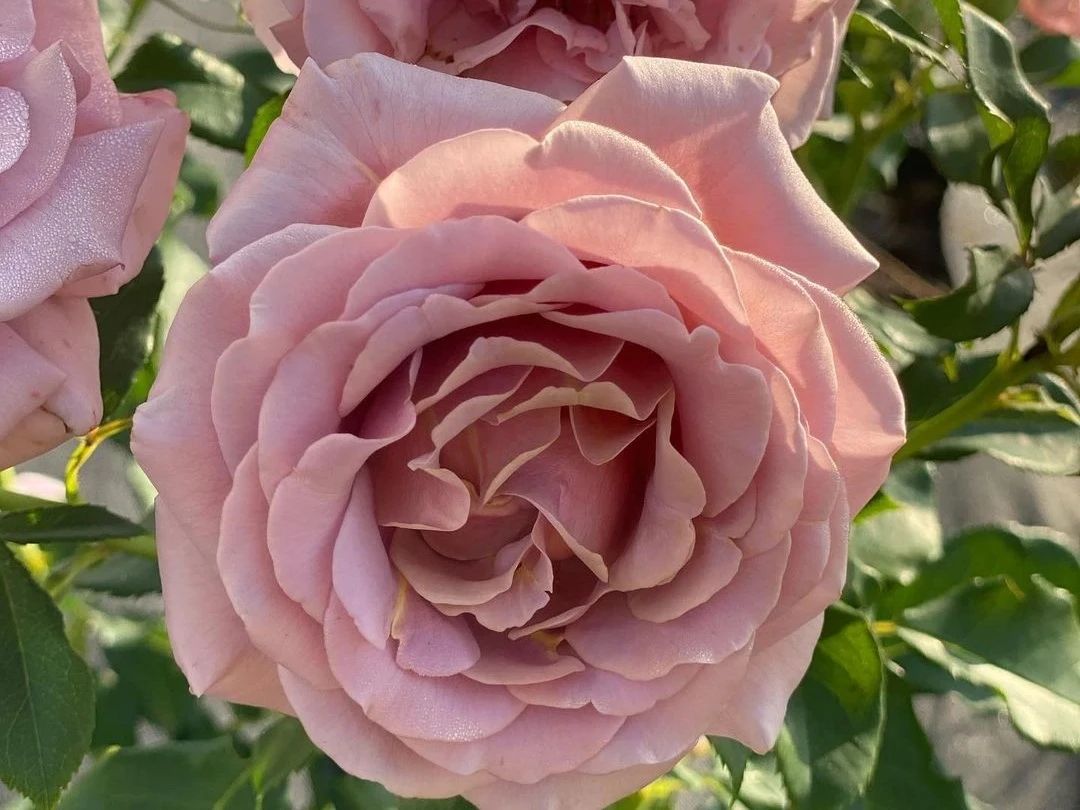 ФЛОРИБУНДА