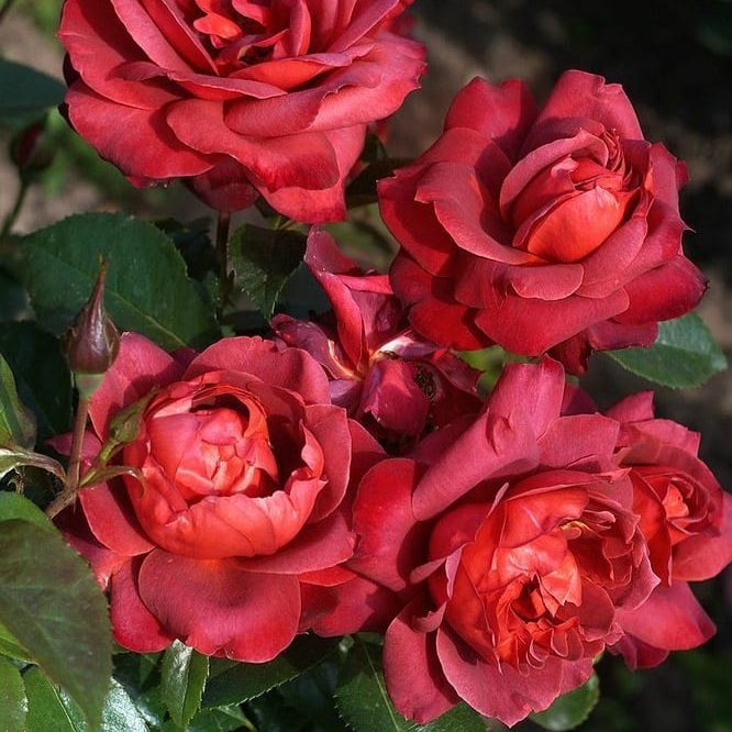 Хот Шоколад