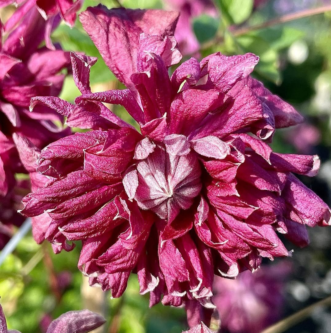 Пурпуреа Плена Элеганс III группа