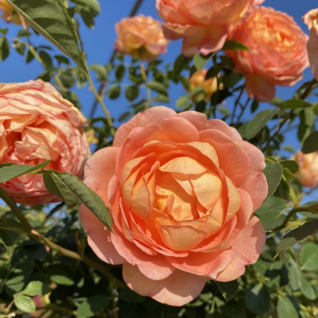 Леди оф Шалот