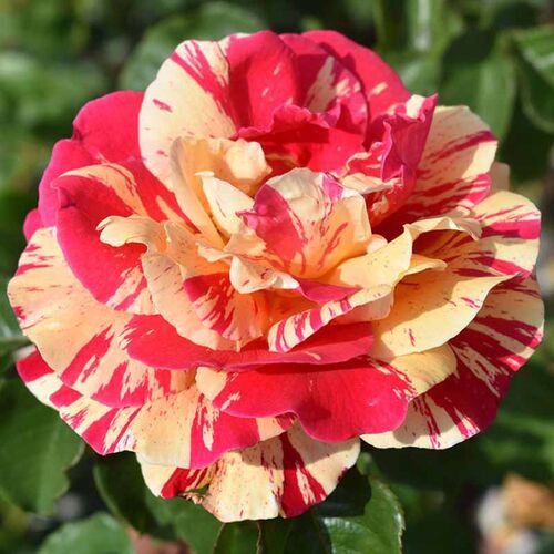 Ванила Фрайз