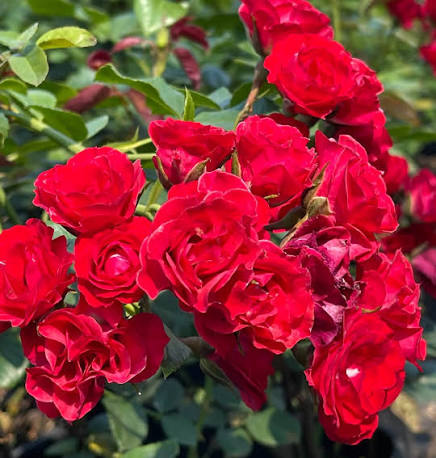 Скарлет Меяндекор