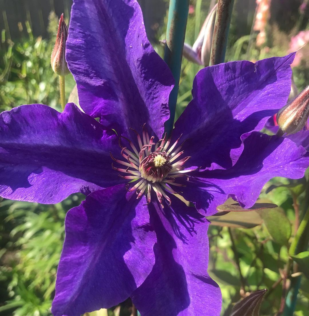 Президент  II группа