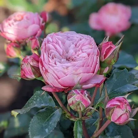 Викториан Классик