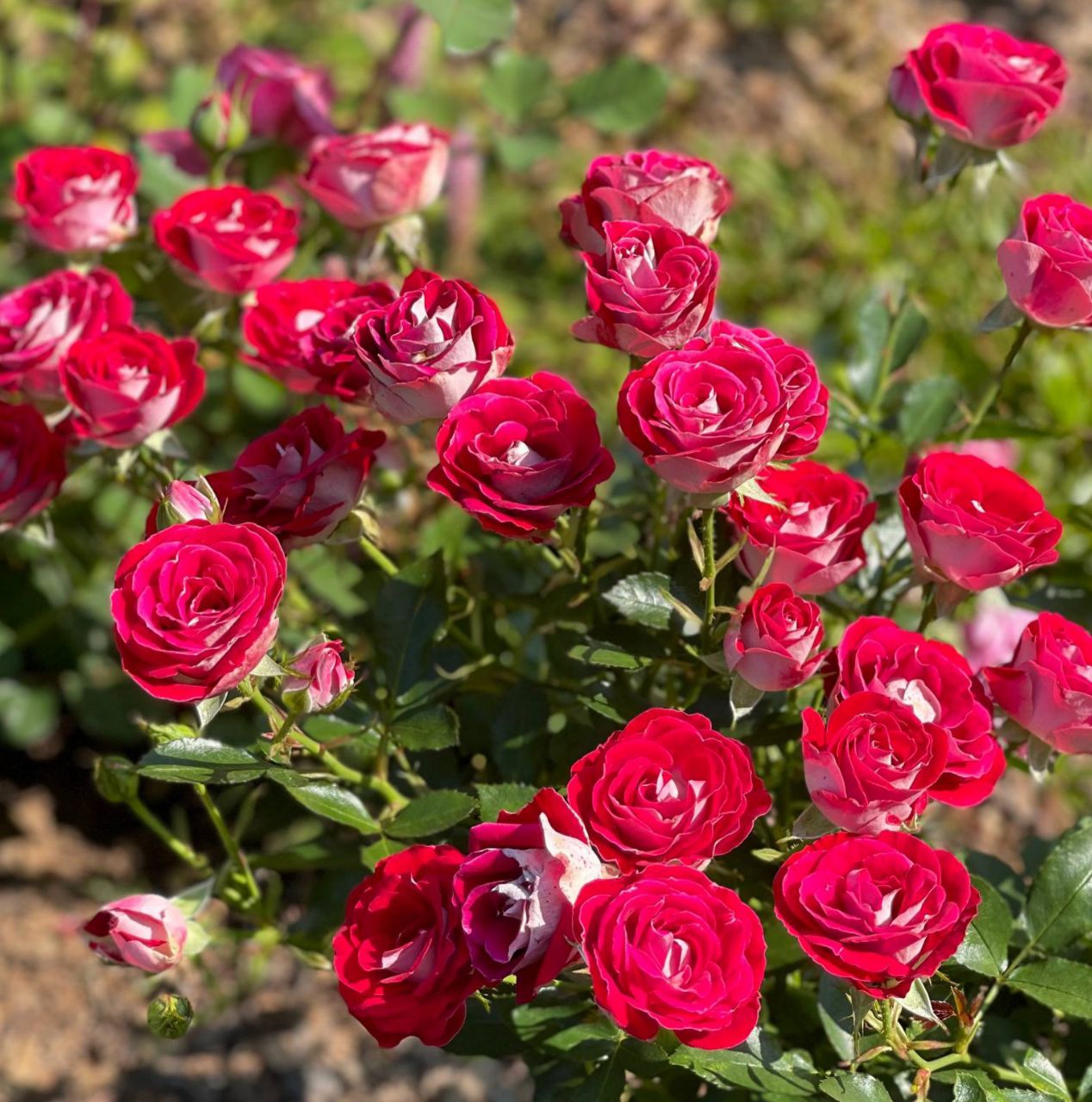 Шоне Кобленцерин