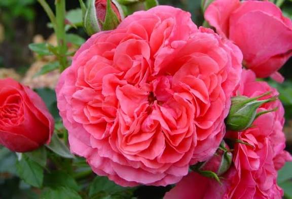 Розариум Ютерсен