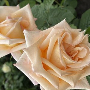 Мэрлин Монро