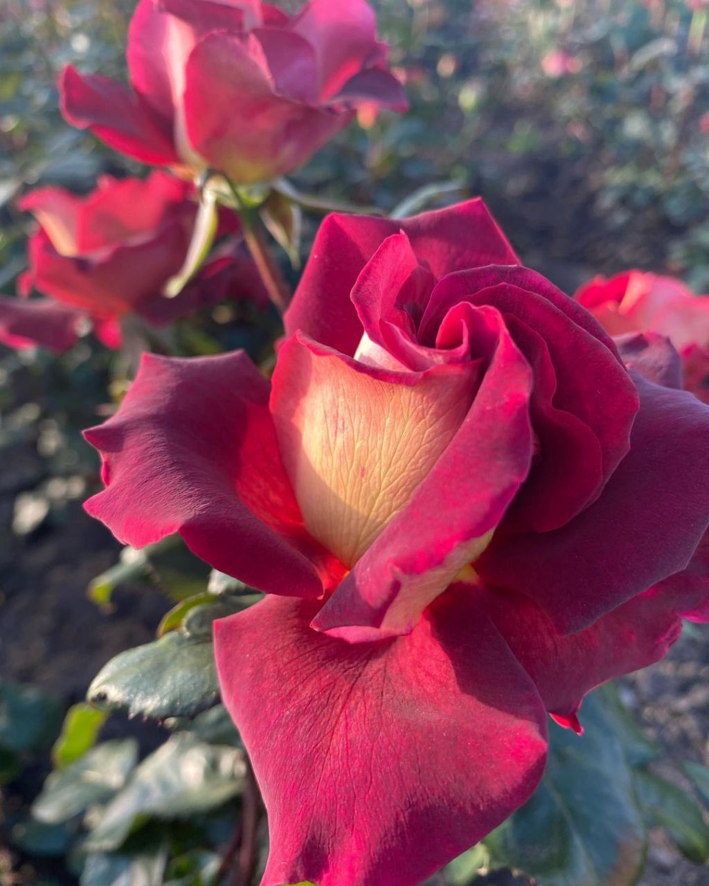 Эдди Митчел