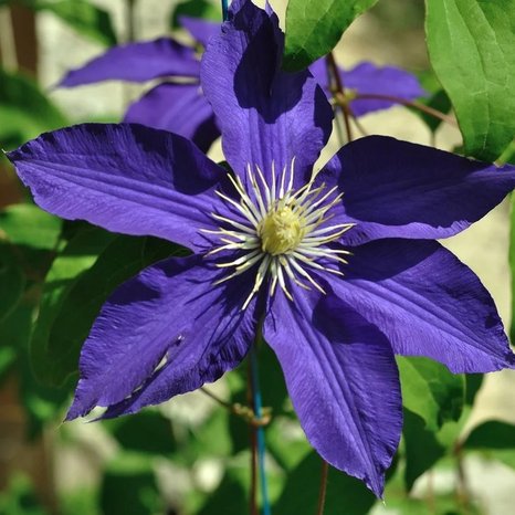 Неонка III группа