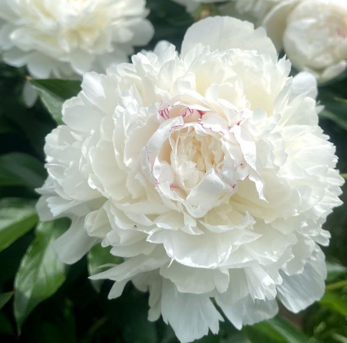 Фестива Максима