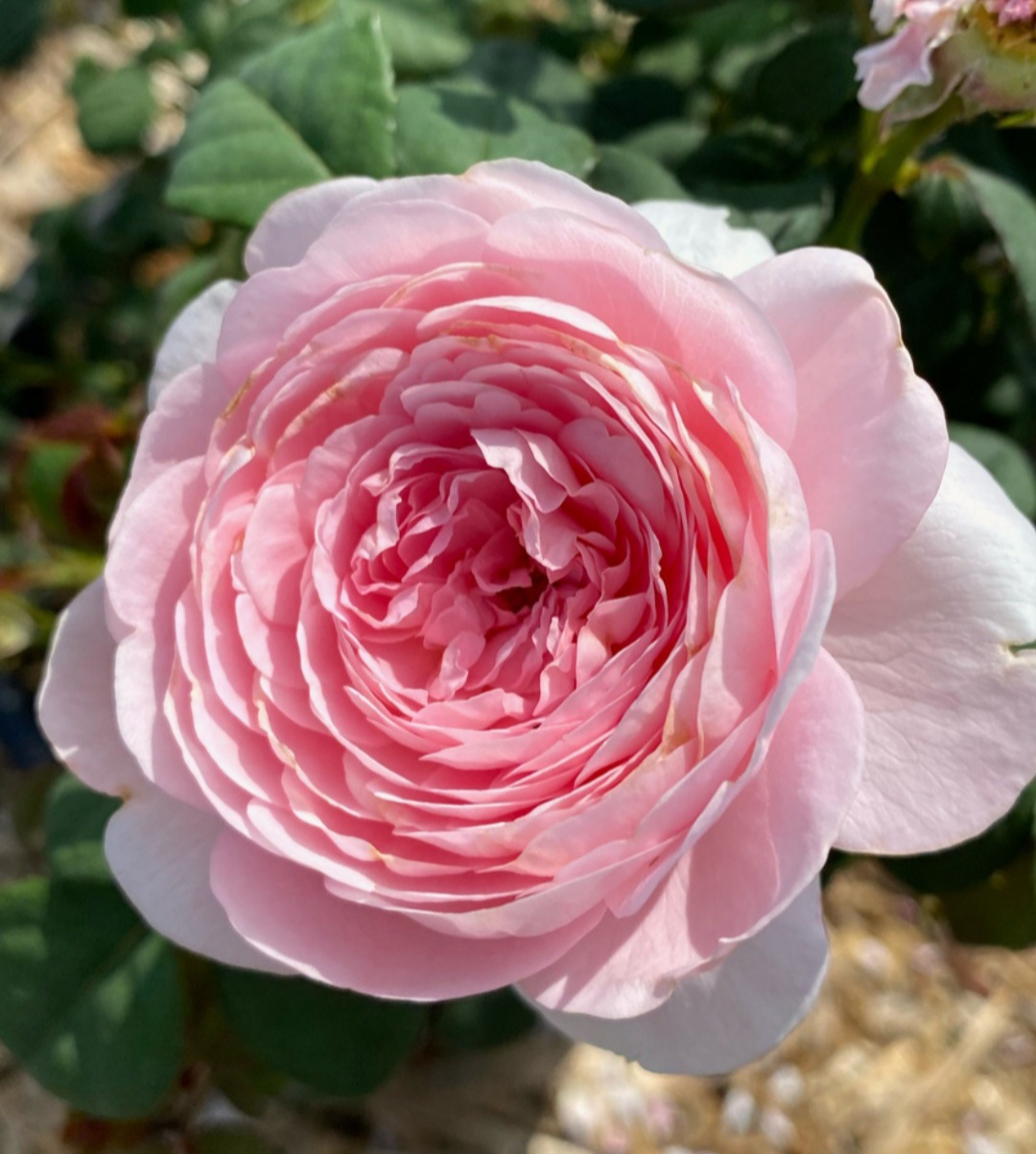 Квин оф Свиден