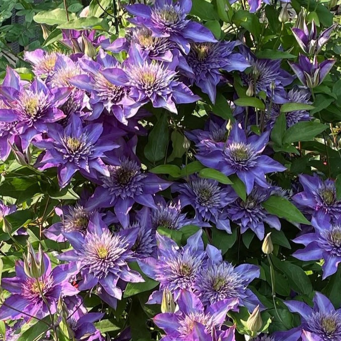 Мульти Блю II группа