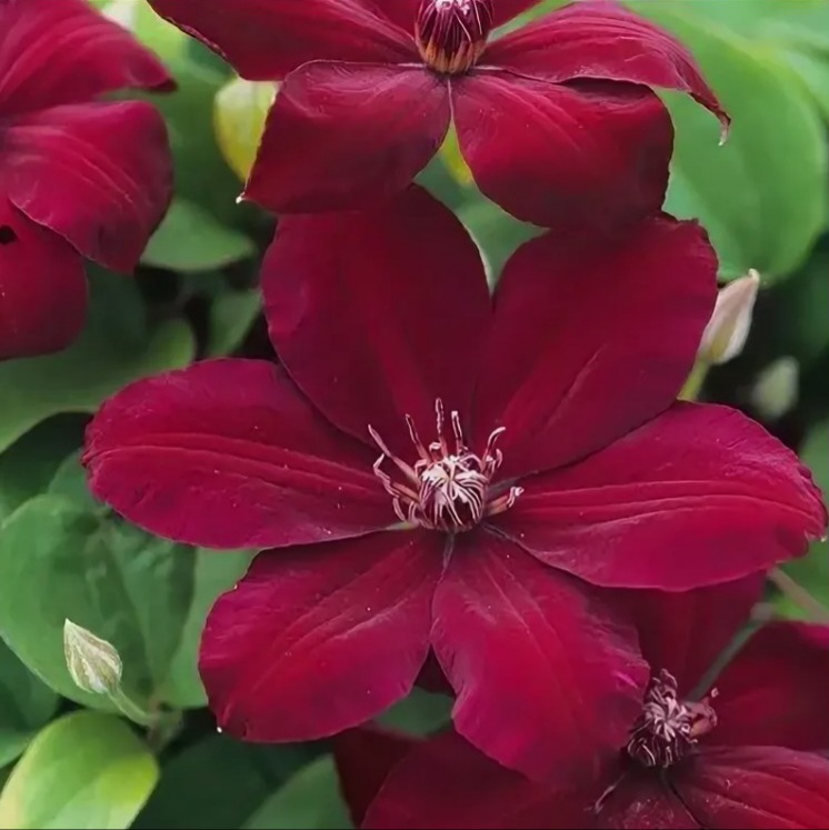 Вестерплатте II группа