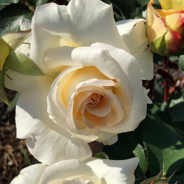 Шнеевальцер