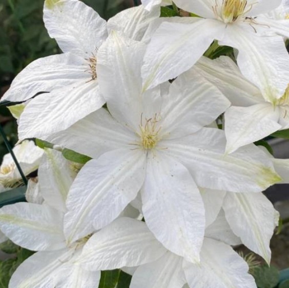 Роко-Колла III группа