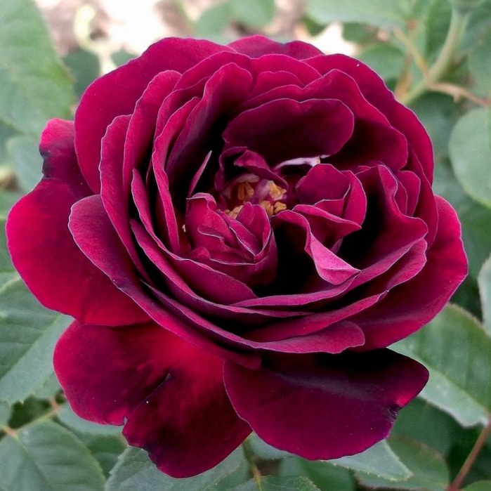 Сувенир дю Доктор Жамен