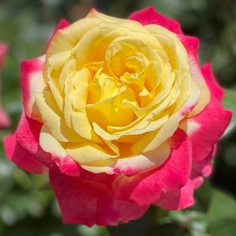 Восточный Экспресс