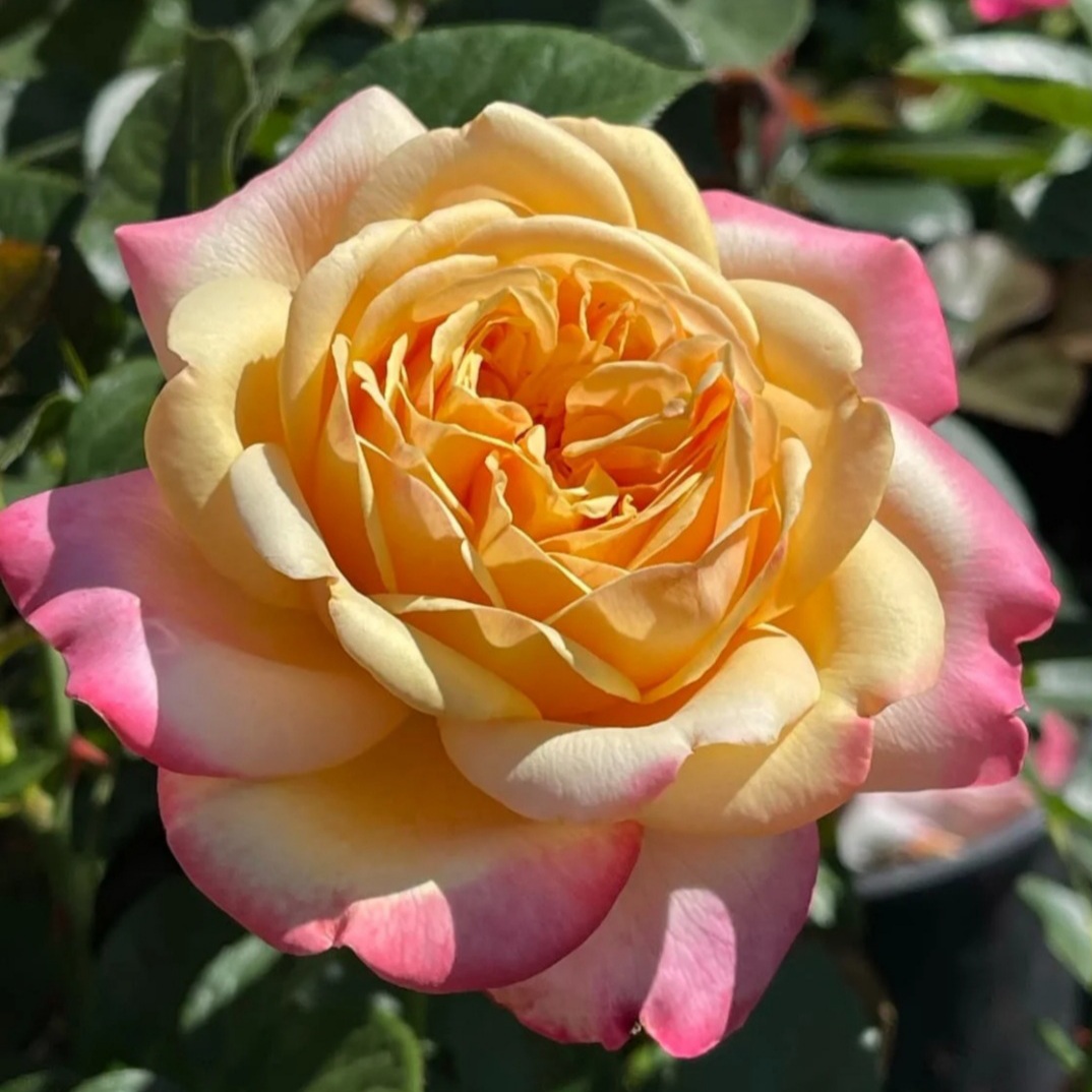 Юбилей Кордеса