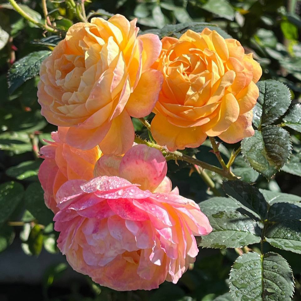 Розоман Жанон