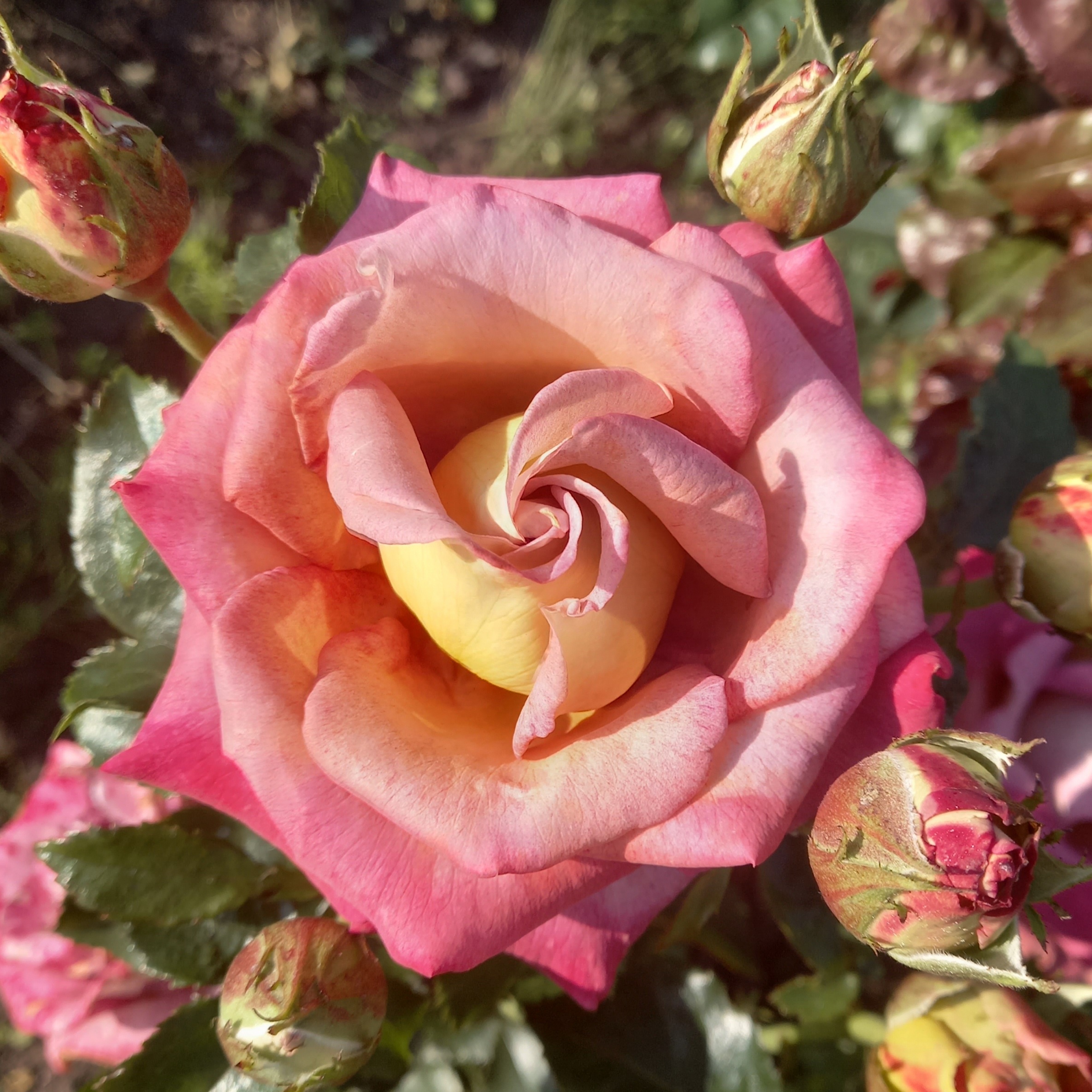 Мишель Дрюкер