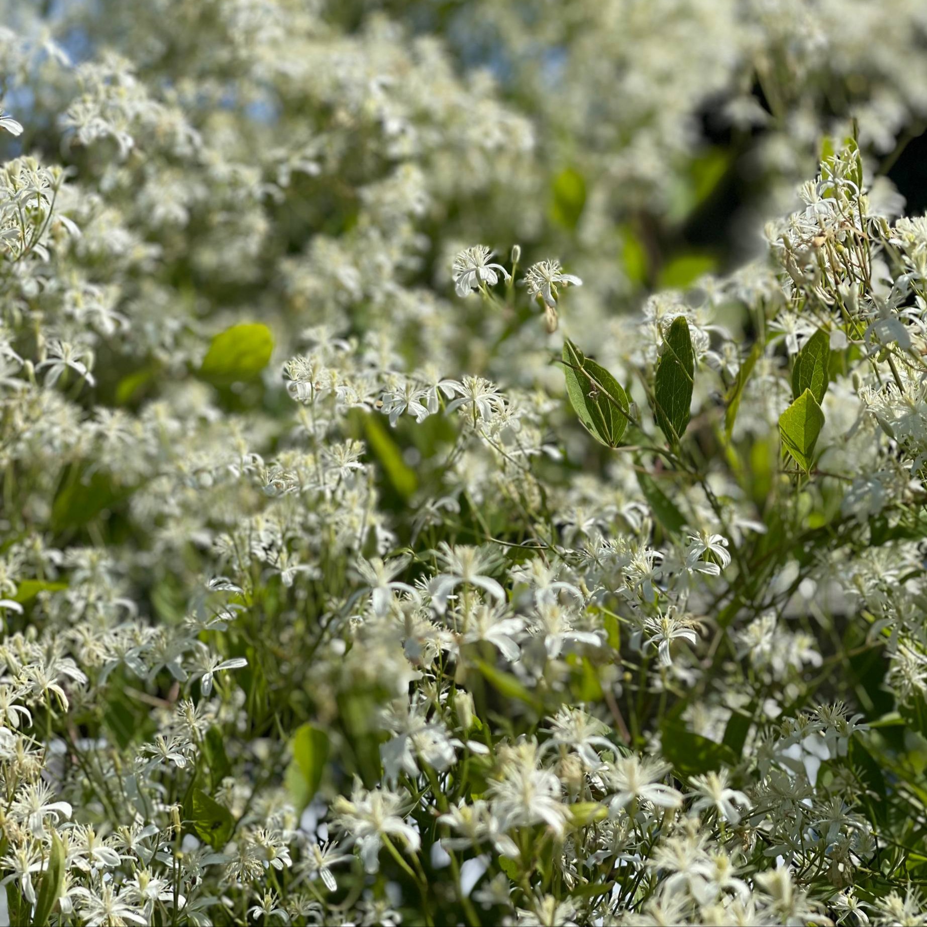 Маньчжурский III группа