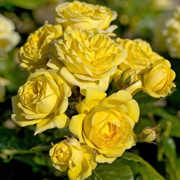 Анни Дюпрей